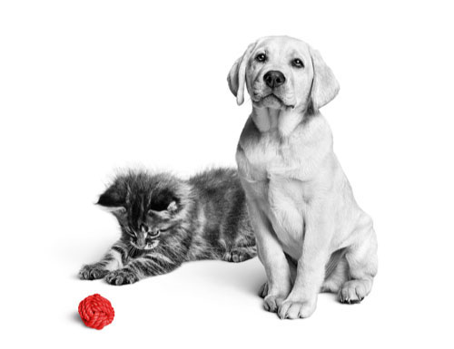 Cat and Dog with a ball.